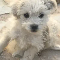 سگ شیتزو پامر فانتزی نر