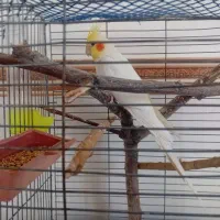 عروس هلندی|پرنده|قیدار, |دیوار