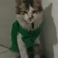 گم شده،لوسی ،|گربه|شاهینشهر, ۹ دی|دیوار