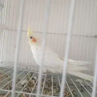 عروس هلندی لوتینو|پرنده|تهران, شهرک رضویه|دیوار