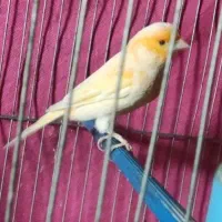 قناری ماده مزایکی