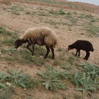 میش داشتی شکم دوم