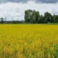 شالیزاروباغ-از-1-هکتارتا-100-هکتار