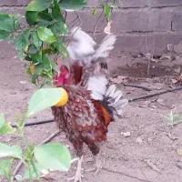 خروس محلی نژاد دار