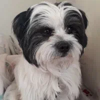 واگذاری شیتزو