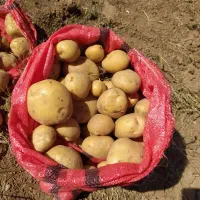 فروش سیب زمینی خوراک