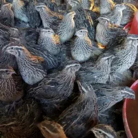 بلدرچین گوشتی و تخمی رسید سعدی۲۲