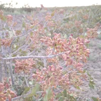 فروش زمین پسته|فروش دفتر صنعتی، کشاورزی، تجاری|کشکوئیه, |دیوار