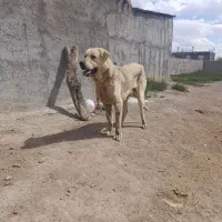 سگ عراقی اصیل