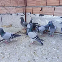 کبوتر المانی پلاکی مسافتی