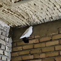 کبوتر غریب گیر