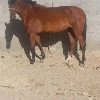 اسب