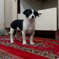 توله شی واوا ۴ماهه