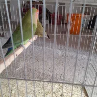 طوطی برزیلی