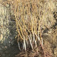 با قیمت مناسب بخر|خدمات باغبانی و درختکاری|پیرانشهر, |دیوار