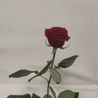 راهنمایی سرمایه