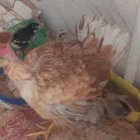 مرغ کرچ با ۳ عدد جوجه