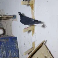 ساده سیاه ماده