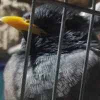 پرنده . . مرغ مینا .لاتی لاتی .چقر