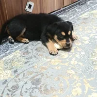 سگ روتوایلر پوزه دلقکی