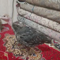 بوقلمون 4نیم ماهه