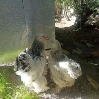مرغ و خروس برهما