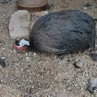 مرغ شاخدار|حیوانات مزرعه|ساوه, |دیوار