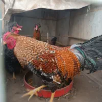 خروس محلی|حیوانات مزرعه|سبزوار, توحیدشهر|دیوار