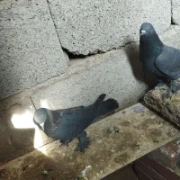 کبوتر لوتی|پرنده|خسروشاه, |دیوار