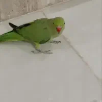 طوطی ملنگو ماده