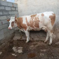 گاو سیمنتال بدون گوساله