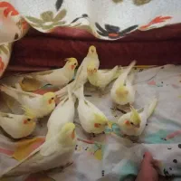 جوجه هلندی یکساله|پرنده|شیراز, انجیر|دیوار