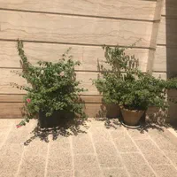 دوعدد درختچه بنسای گل طبیعی کاغذی خیلی بزرگ|گل و گیاه طبیعی|تهران, ستارخان|دیوار