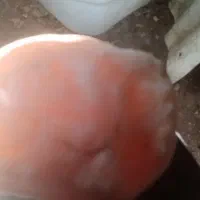 سلام خسته نباشید ب برنامه دیوار سنگ اصل قدیمی|کلکسیون اشیاء عتیقه|بوشهر, |دیوار