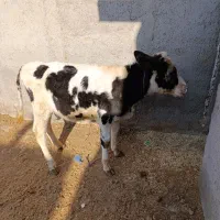 گوساله نر|حیوانات مزرعه|ارشق, |دیوار