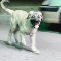 واگذاری توله سرابی یا معاوضه