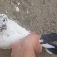 کفتر|پرنده|تهران, سلسبیل شمالی|دیوار