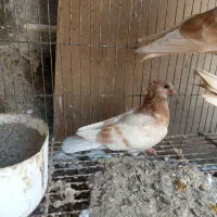 کبوتر زرد پرشی وپتی والا|پرنده|مهران (هرمزگان), |دیوار