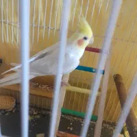 عروس هلندی سخنگو|پرنده|مشهد, آزادشهر|دیوار