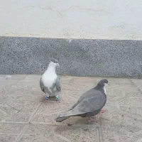 کفتر|پرنده|مشهد, شهرک مهرگان|دیوار