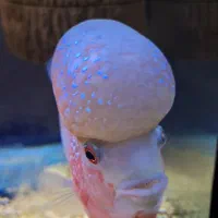 ماهی فلاورن هورن +غذا اوشن فری|ماهی|شیراز, سهل‌آباد|دیوار