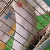 عروس هلندی نر