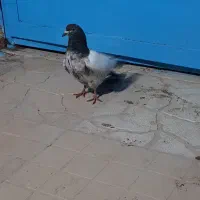 کفتر
