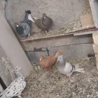 کفتر ی کبوتر|پرنده|مرودشت, ولایت|دیوار