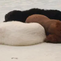 سگ خانگی|سگ|اردکان, |دیوار