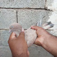 کله ای تاپ|پرنده|امیدیه, |دیوار