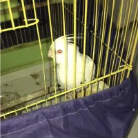 گمشده عروس هلندی