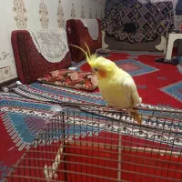 عروس هلندی|پرنده|بندرعباس, |دیوار