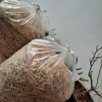 رشته پلویی و رشته ی آش تازه|عمدهفروشی|مرند, |دیوار