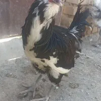 120عدد مرغ گلین یکجا بفروش می‌رسد